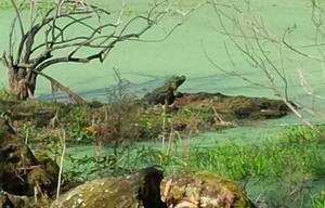 300x192 Gator that lives at Rock Springs, in Sinkhole marion, by Janet Barrow, for SpectraBusters.org, 18 December 2015